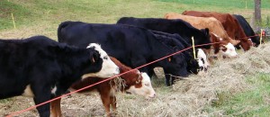 cattle feeding.