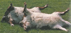 clost_dead cattle