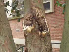 Wind-damage caused the limb of this tree to snap off.