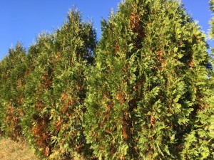 drought stricken evergreens