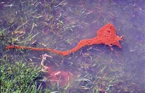 During floods, fire ants form a raft to transport brood and the queen.