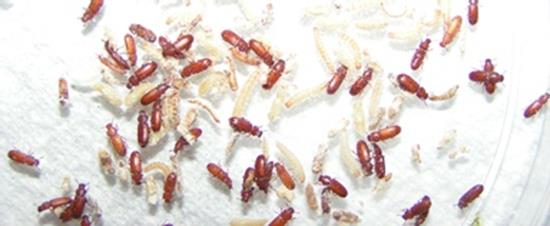what kind of bugs go in flour