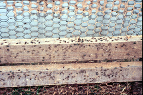 Flies collecting on the outside walls of a poultry building.