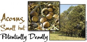 Cover photo for If You Own Cattle, Watch Out for Those Acorns!