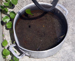 Water-filled pet bowls or other containers will attract mosquitoes