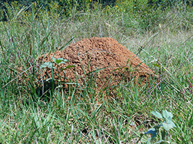 Red Imported Fire Ant mound in a field