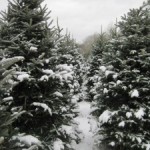 snowcoveredtrees-225x300