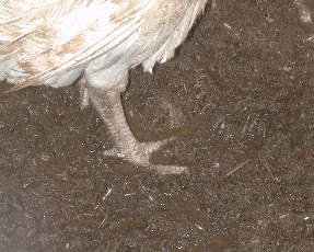 Chicken standing in water-logged litter