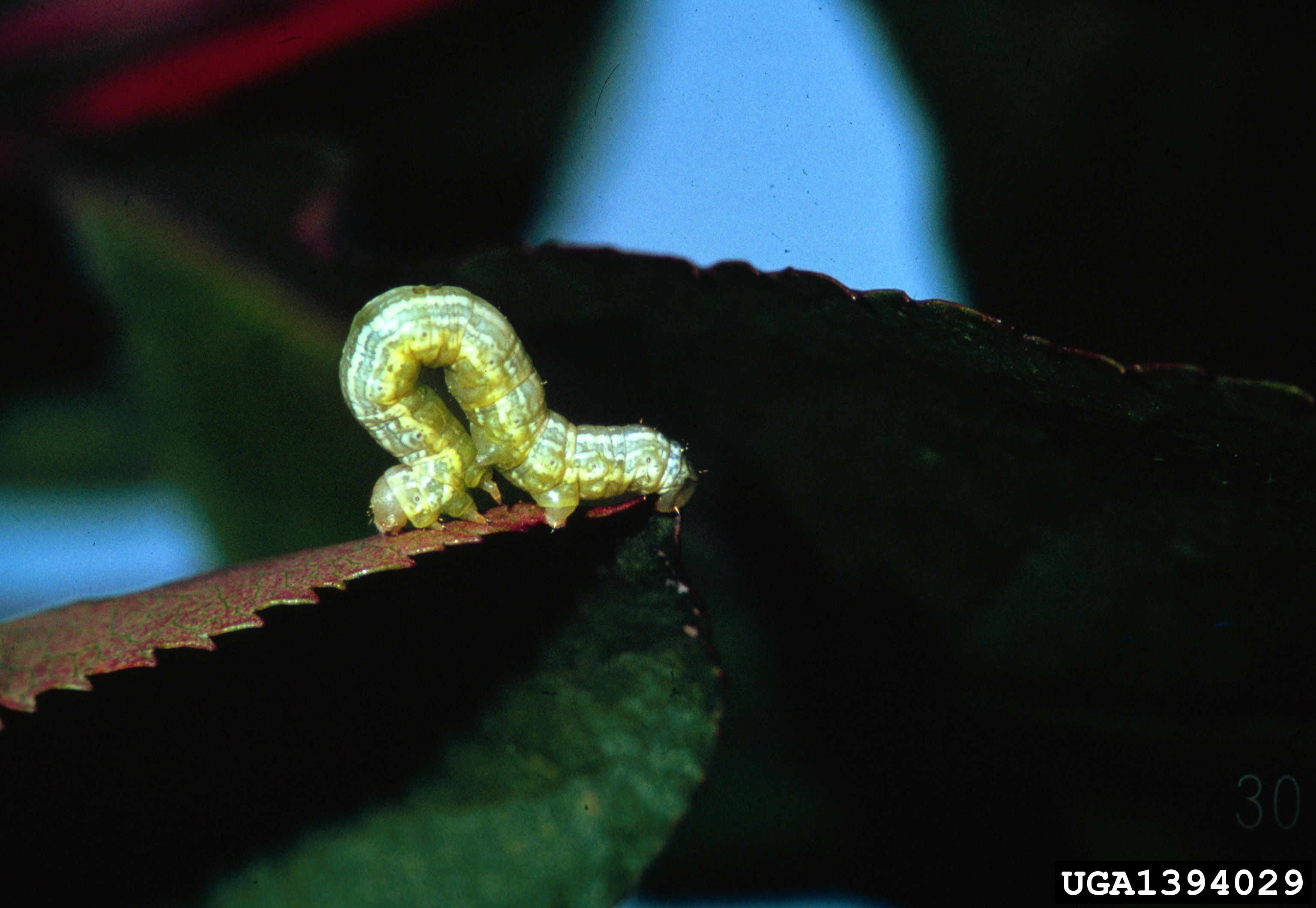 What Does An Inchworm Turn Into