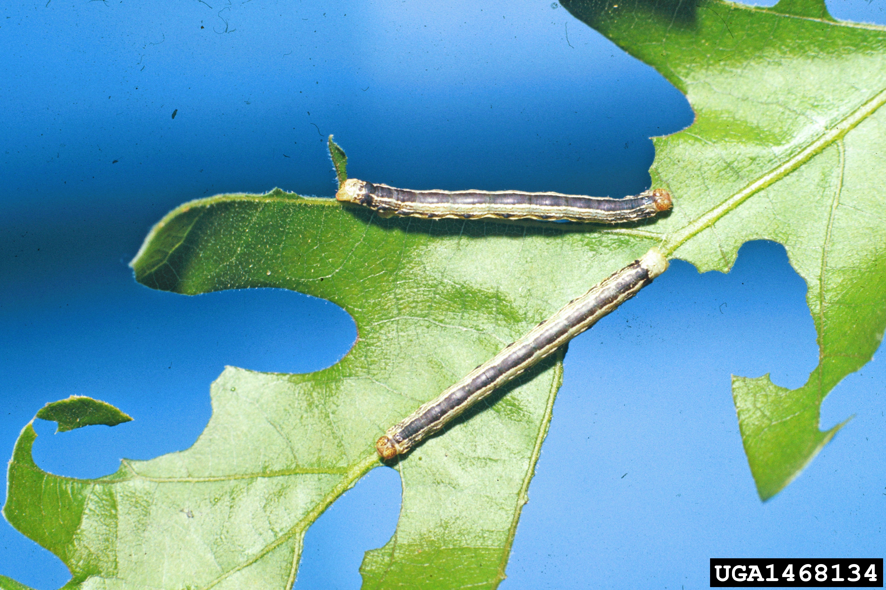 a cankerworm eating a tree