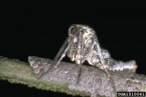 cankerworm