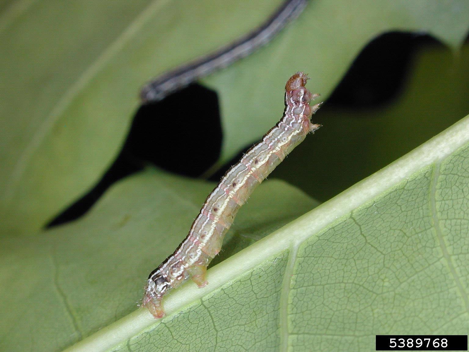 Cankerworms N.C. Cooperative Extension
