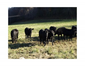 cattle in a field