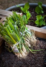 OnionSeedlings