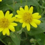 arnica flower