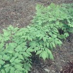 blackcohosh300