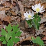 Bloodroot