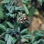 bluecohosh