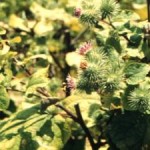 burdock