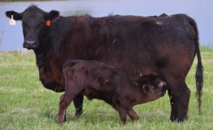 cow calf angus