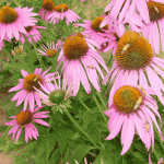 Echinacea purpurea "Purple coneflower" with beneficial insects