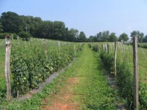 Tomato field plots