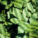 goldenseal