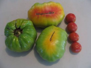 Heirloom tomatoes