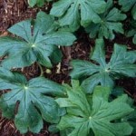 mayapple