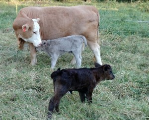 Calf nursing