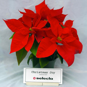 poinsettia(2)