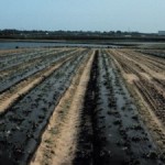 The Kinston planting was the only one on plastic with drip-irrigation.