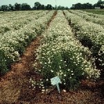 2001 Salisbury planting in full bloom. 