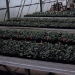 pyrethrum-seedling4-350