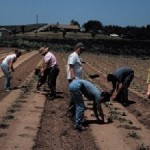 Transplants were set in three staggered rows per bed. This was done by hand at three stations and with a transplanter at Kinston.