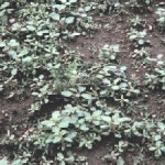 pyrethrum-weeds350