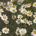 Pyrethrum blossoms