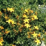 Wild St. Johnswort