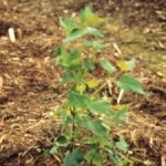 Virginia Snakeroot