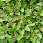 Spilanthes buds