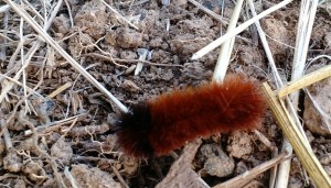 picture of wooly worm
