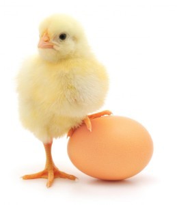 baby-chick-and-an-egg-259x300