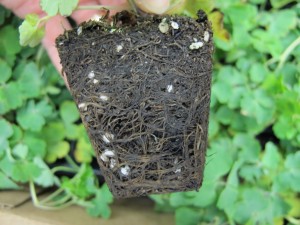 Darkened roots of columbine infected with Thielaviopsis basicola.