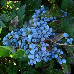 grape holly mahonia