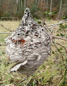 hornets nest