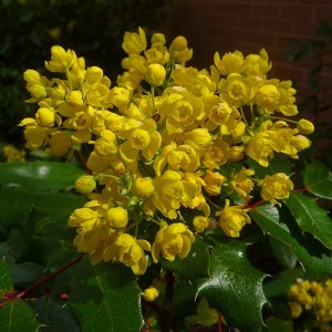 mahonia