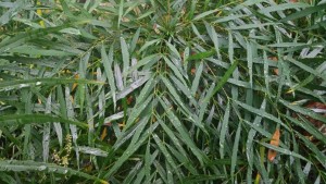 Soft Caress Mahonia