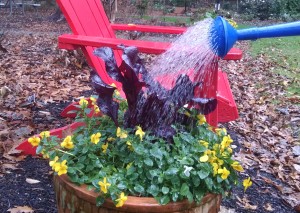 watering plant for winter freeze
