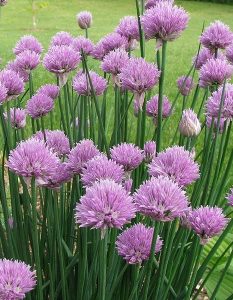 Chives