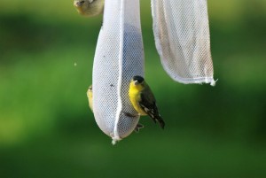 Finch feeding on thistle seed in Moore County.